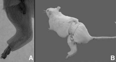 Scielo Brasil Rat Hindlimb Joint Immobilization With Acrylic Resin
