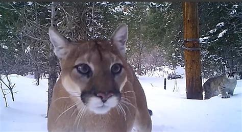 Close Up Video Of Colorado Mountain Lion And Her 3 Cubs