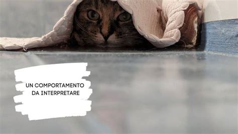 El Gato Se Esconde En El Baño Lo Que Es Importante Saber Vida Con