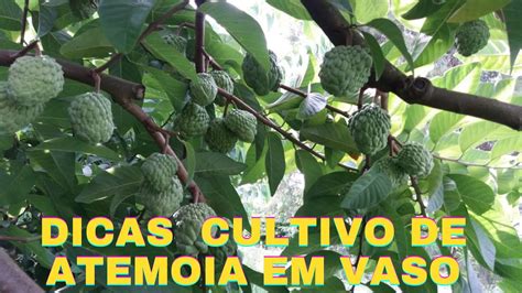 Meu Pé de Atemoia tá lindo cheio de frutos no vaso YouTube