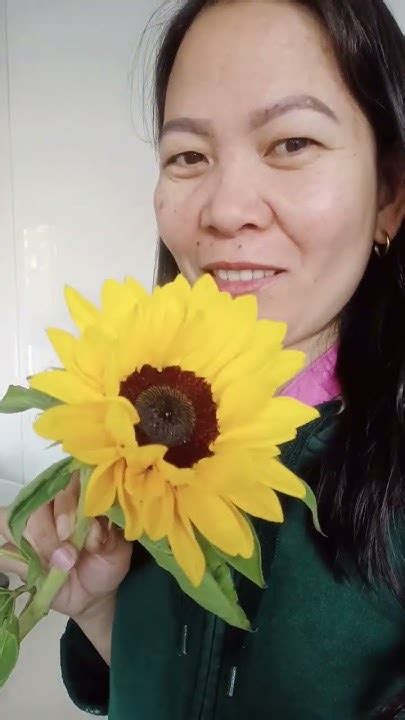 Sunflower 🌻🌻🌻 Sunflower Youtube