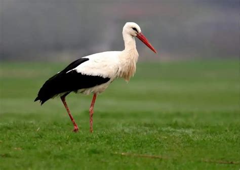 Stork Behavior - AnimalBehaviorCorner