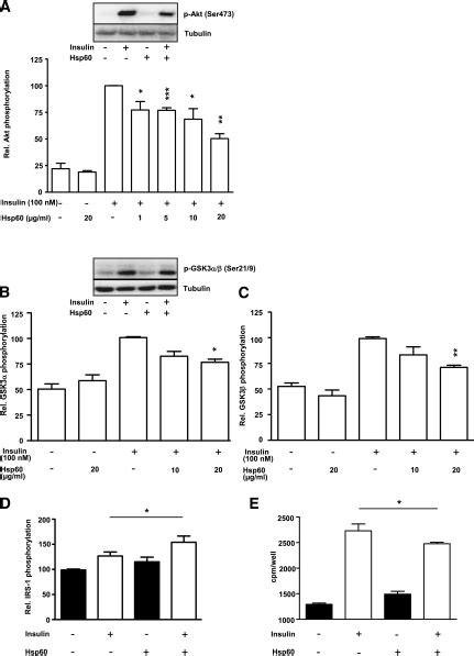 Effect Of Hsp60 On Insulin Signaling In Human Skmcs A C Skmcs Were