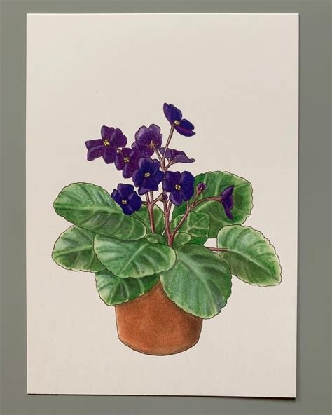 African Violet Drawing