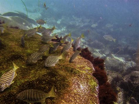 Scuba San Diego Diveshots Gallery Video And Photos