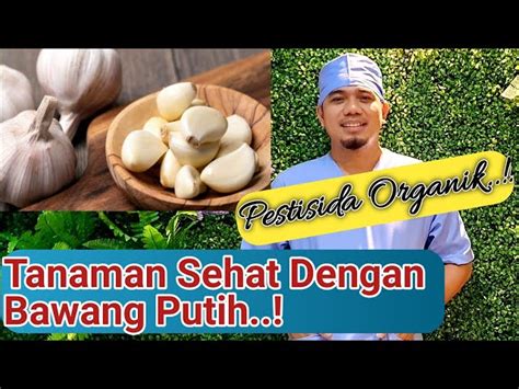 Temukan Manfaat Bawang Putih Untuk Tanaman Yang Jarang Diketahui Solider