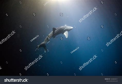 2,512 Whale Shark Babies Images, Stock Photos & Vectors | Shutterstock
