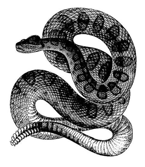 Rattlesnake Illustrations Royalty Free Vector Graphics And Clip Art Istock