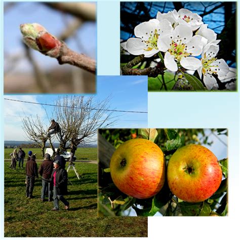 Biodiversit Croqueurs De Pommes Jura Dole Et Serre