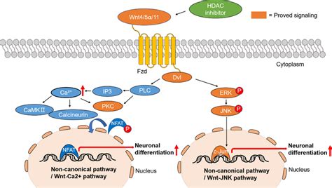 Noncanonical Wnt Signaling For Neuronal Differentiation With Hdac