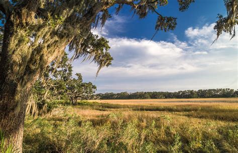 St Catherines Island Georgia Georgia Coast Cumberland Island