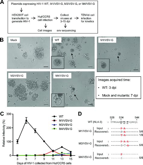 Fusion Defective Mutant Hiv 1 Pseudotyped With Vsv G Recover