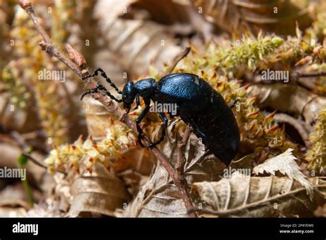 The Violet Oil Beetle Meloe Violaceus Is A Species Of Oil Beetle