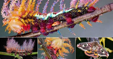 The Saturniidae Moths’ Breathtaking Metamorphosis – Breaking International