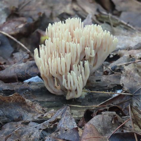 Upright Coral Fungus From Lanark County On Canada On August