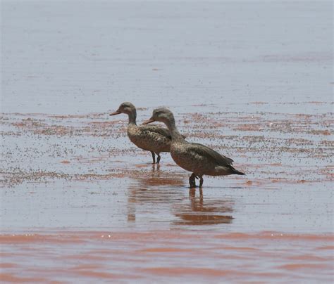 Bernier S Teal In November By Mikael Bauer Inaturalist