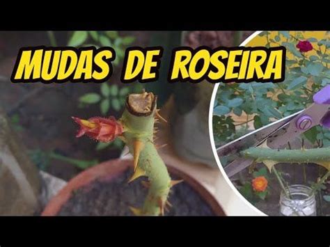 Como fazer mudas de rosa o jeito mais fácil YouTube Mudas de rosas