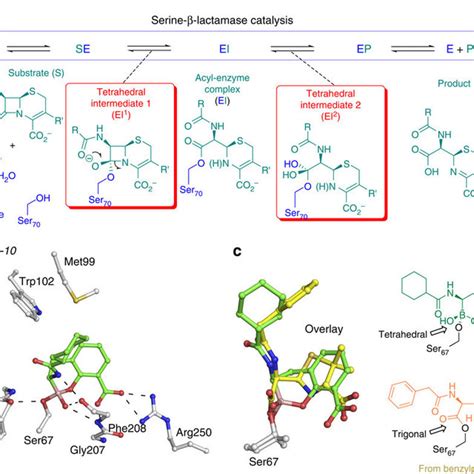 Mode Of Action Of Metallo Lactamases And Binding Mode Of Cyclic