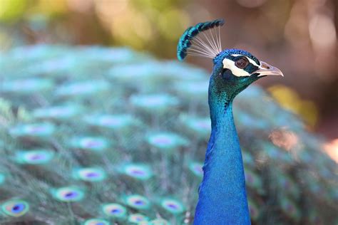 Peacock Los Angeles County Arboretum And Botanic Garden Ar Flickr