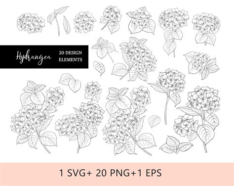 Hydrangea Svg Png Hydrangea Plant Floral Svg Black And Etsy