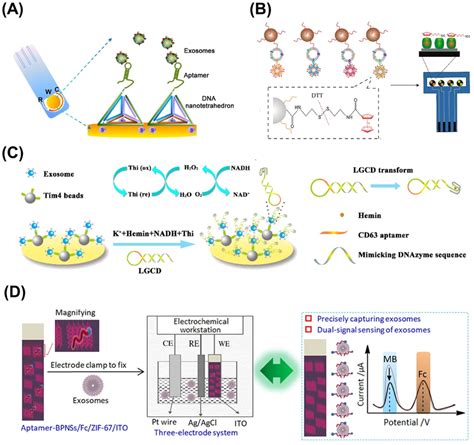 Aptamer‐based Electrochemical Detection Of Evs A Nth‐assisted