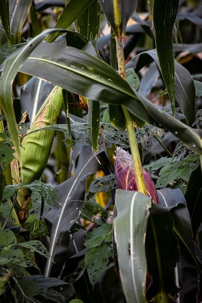 Premium Photo | Traditional mexican agriculture