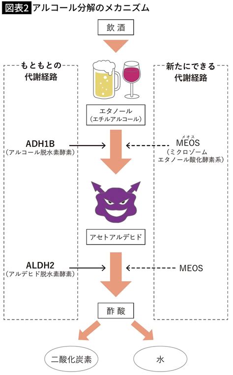 ｢飲み続けると強くなる｣は本当だが､そもそも飲酒量はゼロのほうがいい…｢お酒と健康｣をめぐる3つの真実｜infoseekニュース