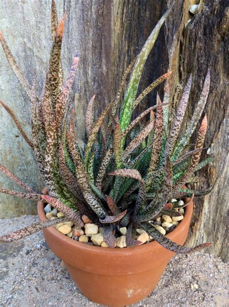 Gasteria Pulchra Cacti And Succulents Cactus Types Succulents Indoor