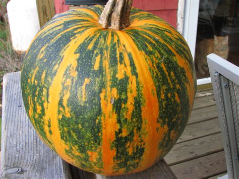 Snackseed Naked Seed Pumpkins Liseed Org