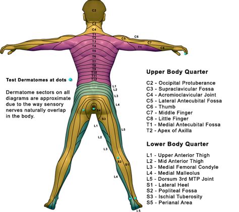 T1 Dermatome Map