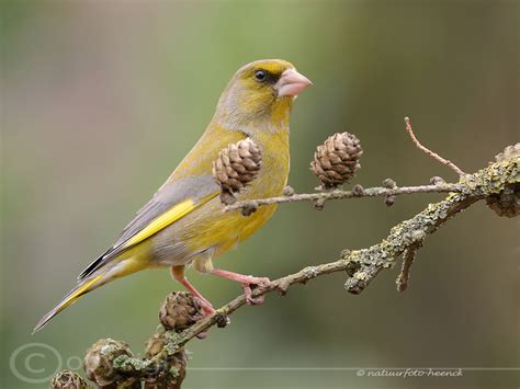 Zangvogels Natuurfoto Heenck