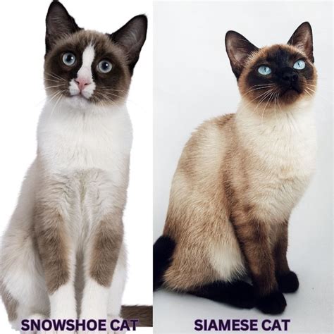 Snowshoe Cat Vs Siamese: Comparing The Snowshoe Siamese Cat Breed ...