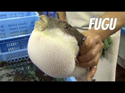 fugu fish on Tumblr