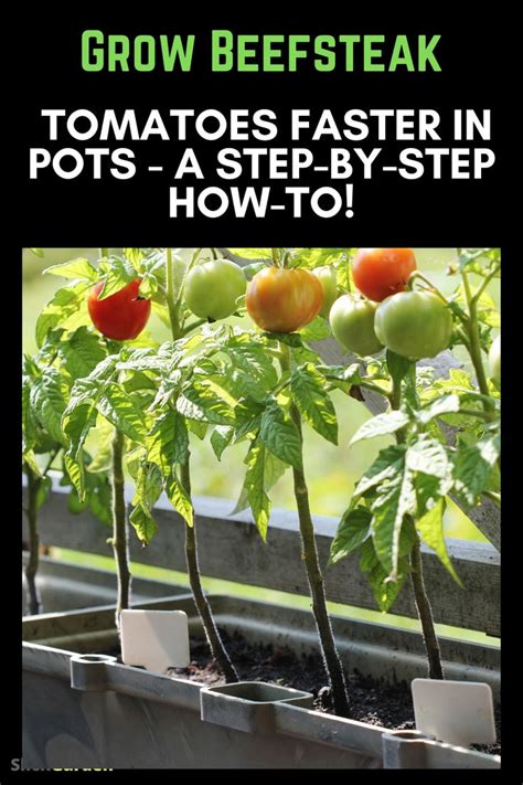 Tomatoes Growing In Pots With Text Overlay That Reads Grow Beefstek