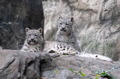 Snow Leopard Cubs, “Ghosts of the Mountains,” Debut at the Bronx Zoo ...