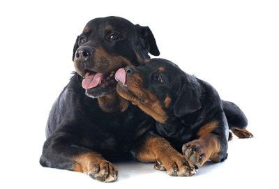 Rottweiler Names – Get 150+ Ideas! - My Dog's Name