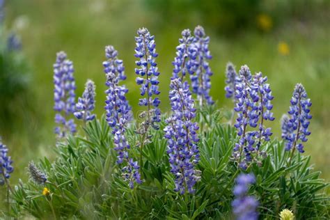 Beautiful Purple Lupine Wildflowers Growing in Wyoming Stock Image ...