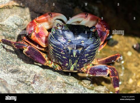 Striped Shore Crab Pachygrapsus Crassipes Point Lobos State Natural