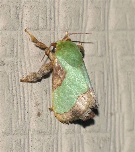 Stinging Caterpillar Identification And Guide Owlcation