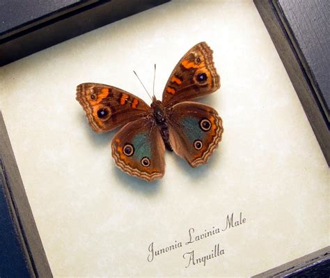 Junonia lavinia Tropical Buckeye Butterfly - Butterfly Designs USA