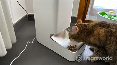 Recensione Xiaomi Smart Pet Food Feeder SmartWorld