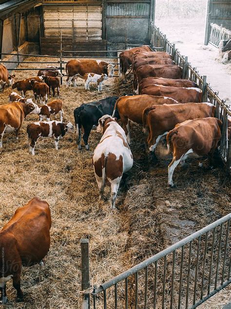 Cattle Barn Beef Cattle Farm Barn Rinder Stall Cattle Housing