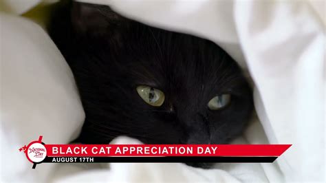 Black Cat Appreciation Day August 17 YouTube