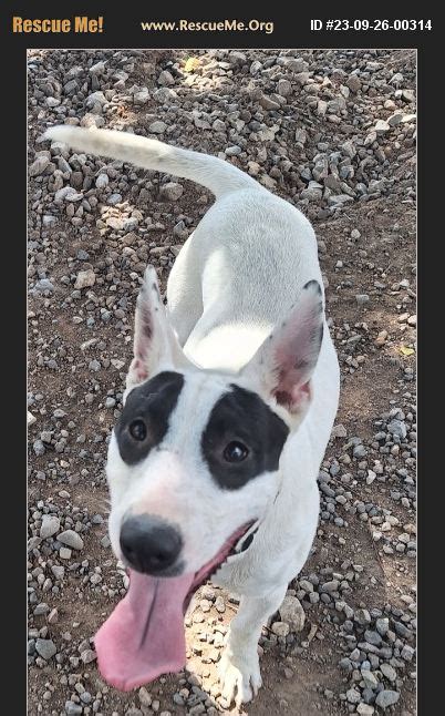 Adopt 23092600314 Bull Terrier Rescue Silver City Nm