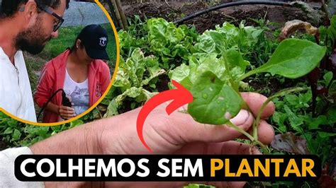 Chuva Veio Para Molhar A Terra Quase Molhou Nosso Feij O Nasceu Mais