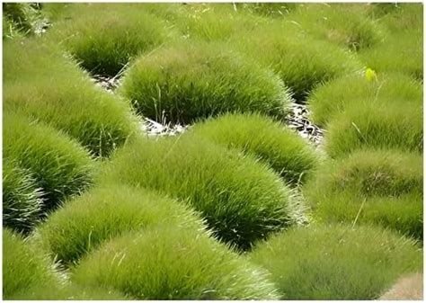 50 x Festuca gautieri Ziergras Gräser Stauden Ziergräser