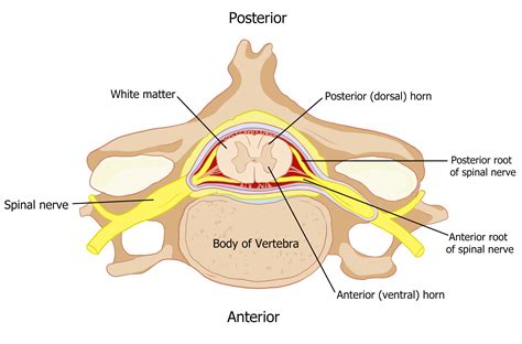 Brain Spinal Cord And The Periphery Human Physiology