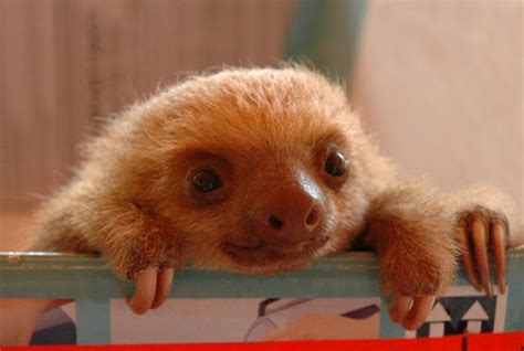 Baby Three Toed Sloth Project Noah