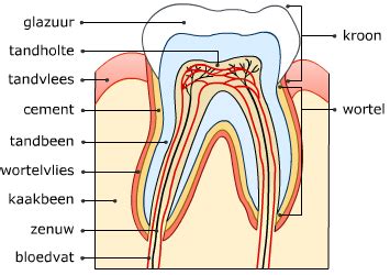Bouw Van Tanden En Kiezen Jouwgebit Jouwweb Nl