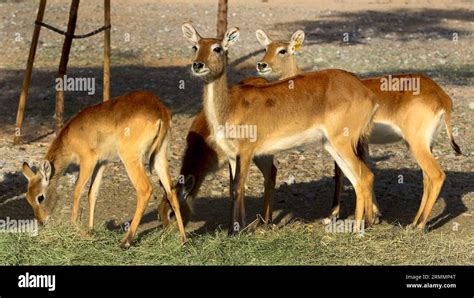 Animals and birds in a government-sponsored nature reserve in the Dubai ...